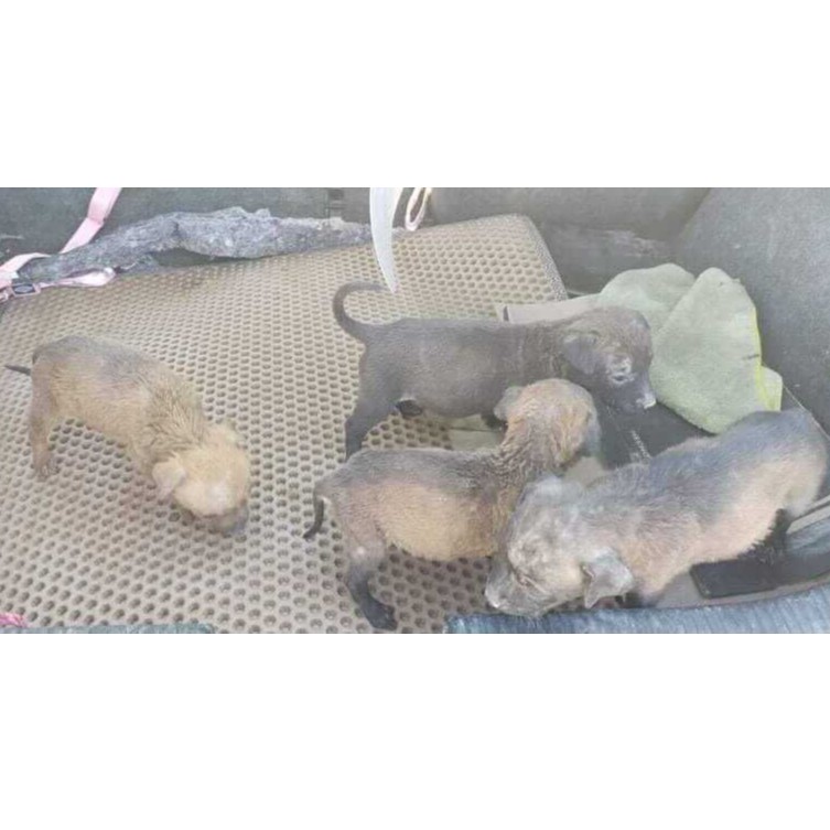 Mama & Her 5 Puppies photo