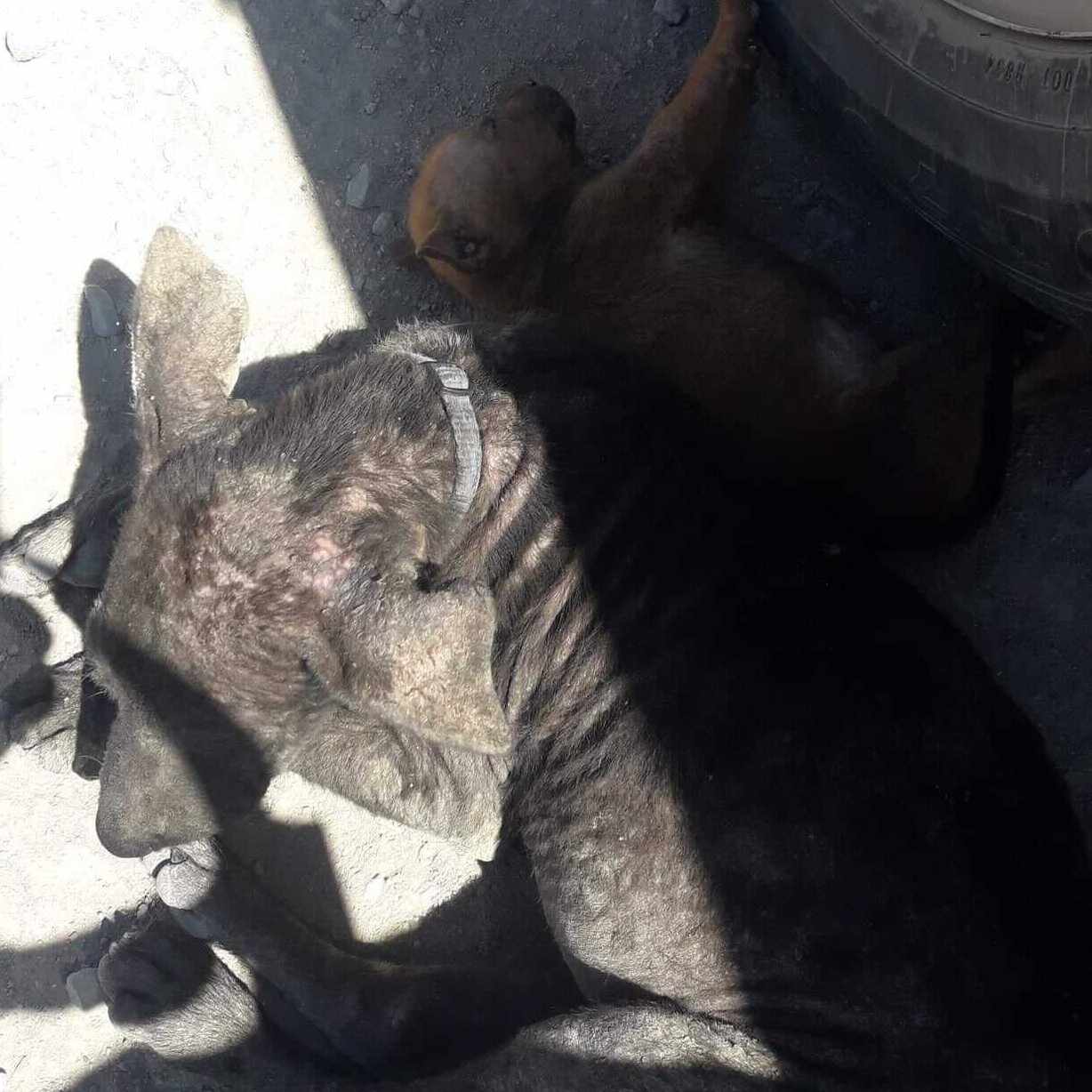 Mama & Her 5 Puppies photo