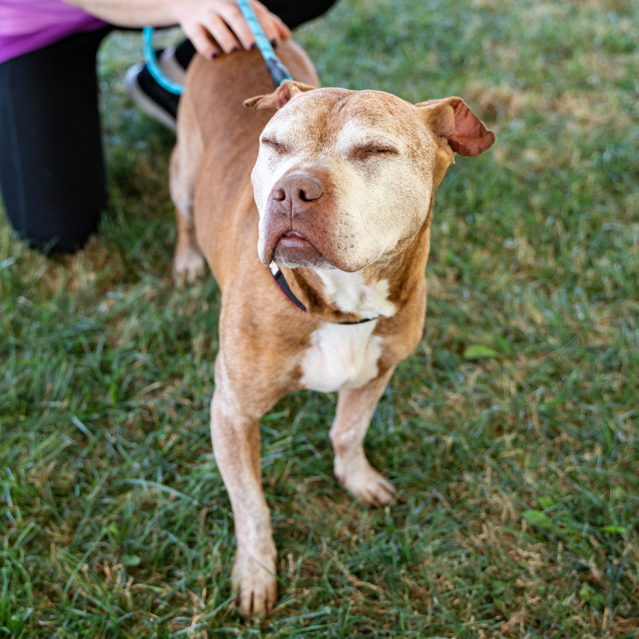 Humane Rescue Alliance photo