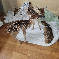 Orphaned Wildlife photo