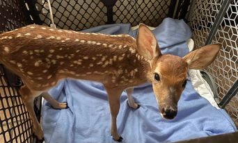 Orphaned Wildlife photo
