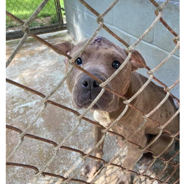 Help Marilynn (Chevelle)