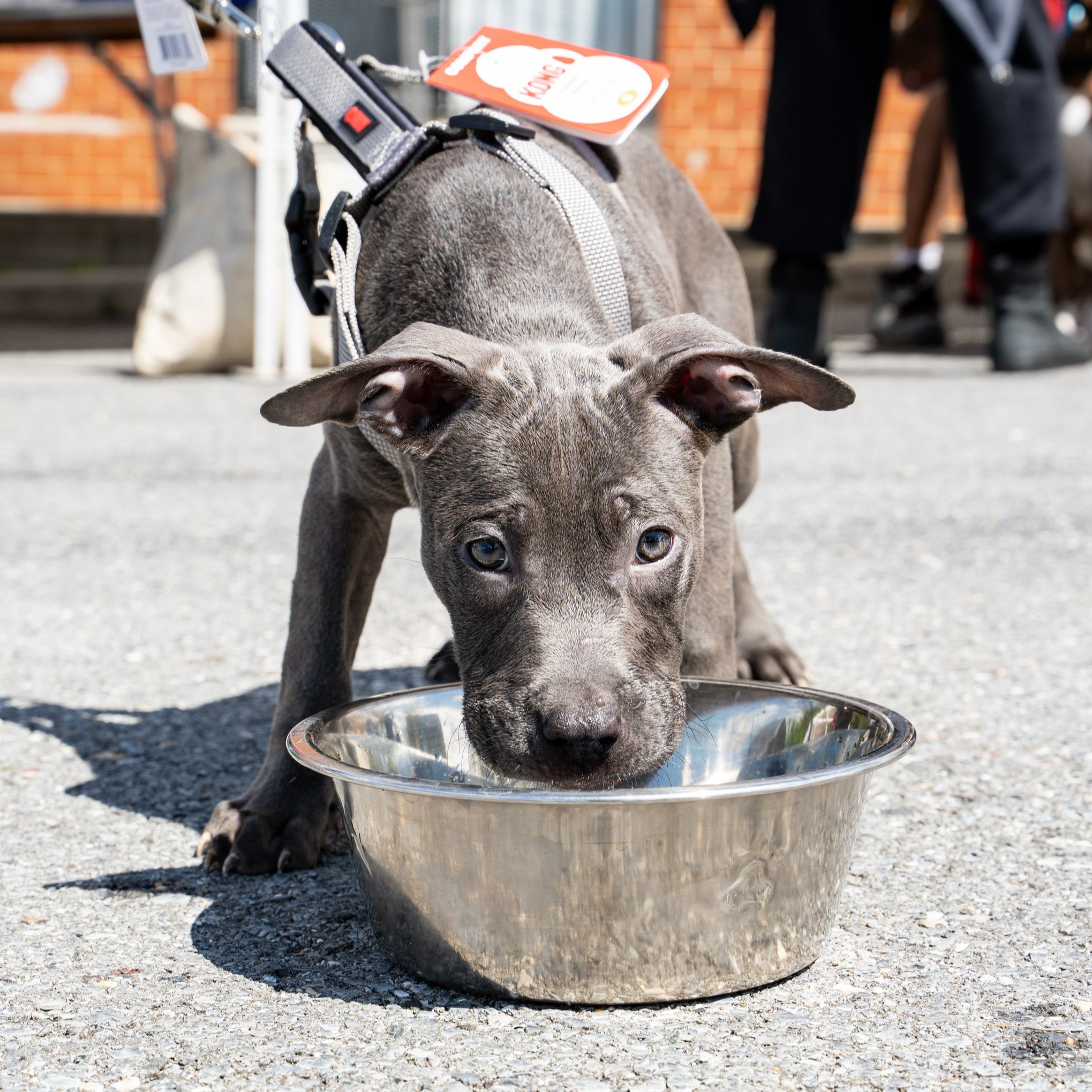 Humane Rescue Alliance