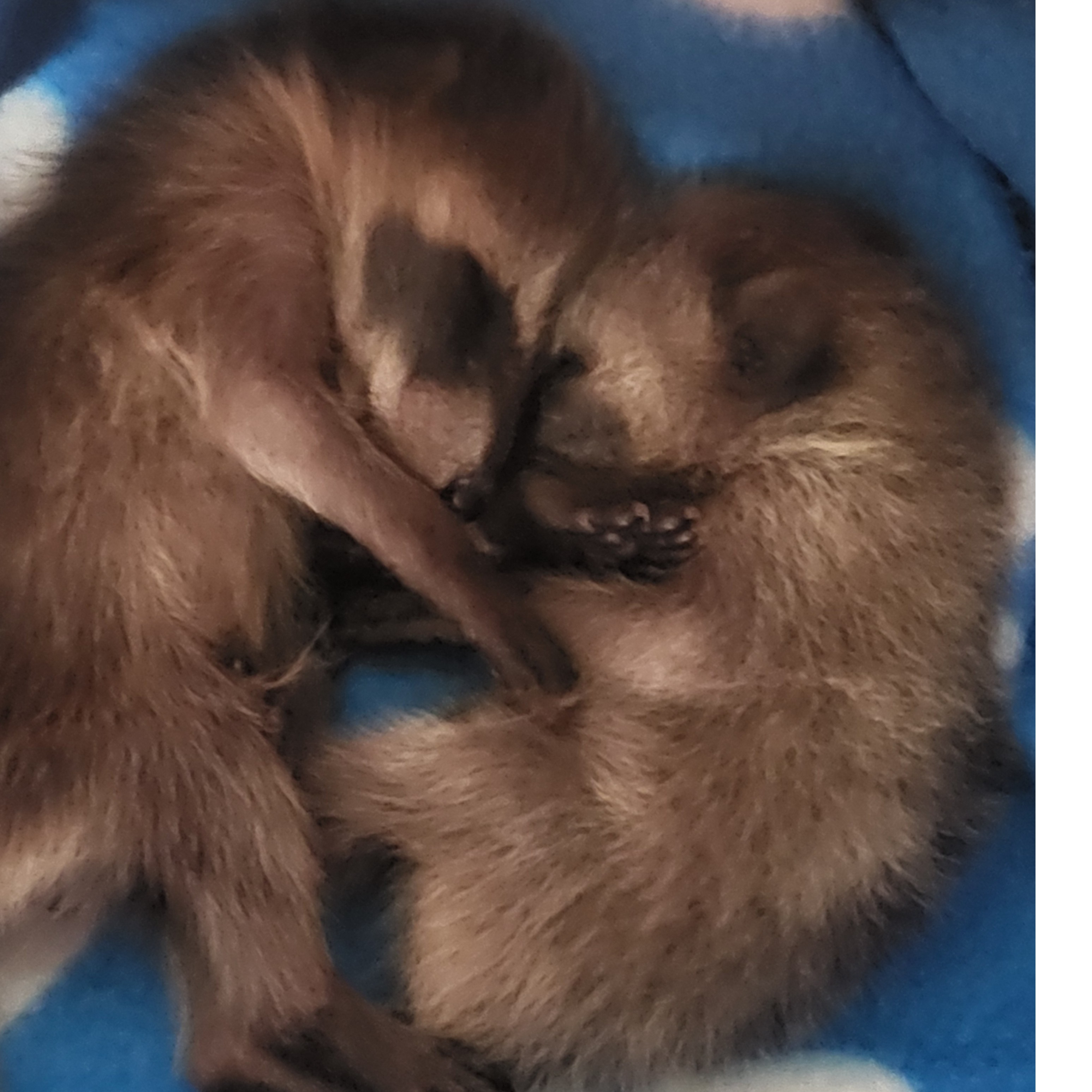 2 baby raccoons