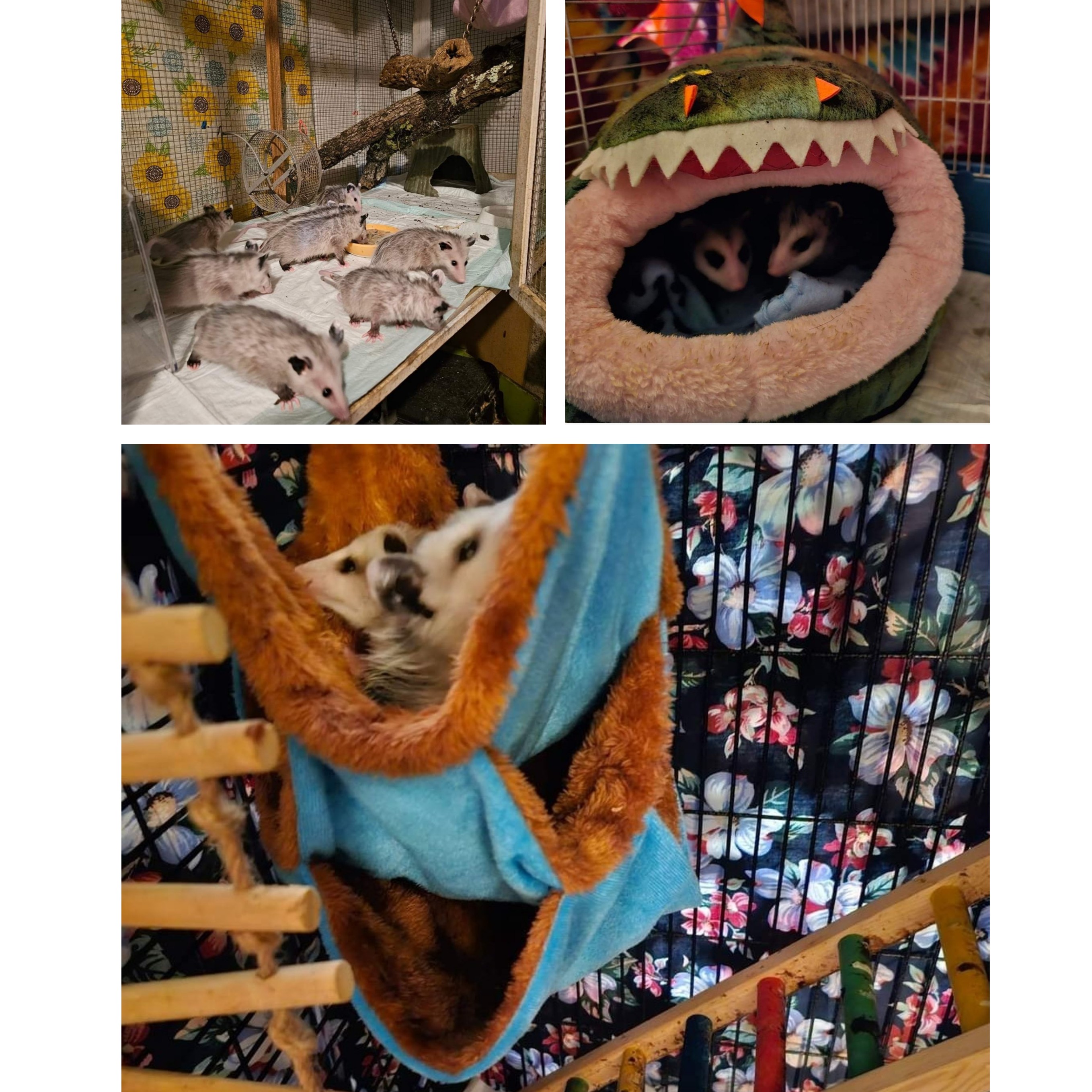 Orphaned Wildlife