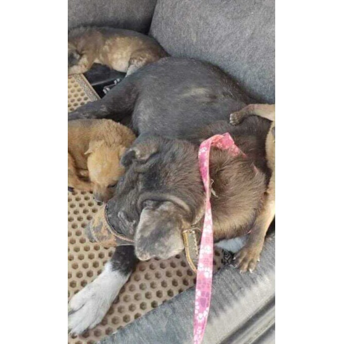 Mama & Her 5 Puppies photo