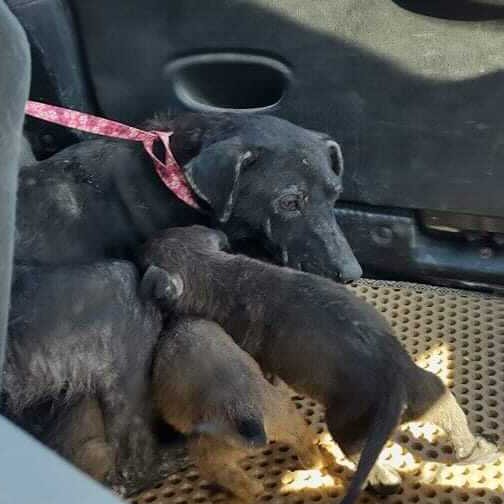 Mama & Her 5 Puppies photo